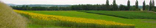 Sonnenblumenfeld 