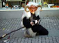 Fasnacht Rappi Fasnacht Rappi