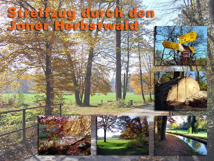 Herbstwald